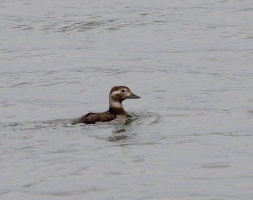 Long-tailed Duck - Photo (c) Jaume Piera, some rights reserved (CC BY-NC)