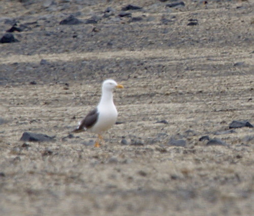 Lesser Black-backed Gull - Photo (c) Jaume Piera, some rights reserved (CC BY-NC)