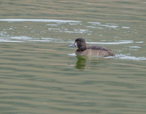 Scaup Duck - Photo (c) Jaume Piera, some rights reserved (CC BY-NC)