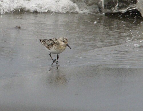 Sanderling - Photo (c) Jaume Piera, some rights reserved (CC BY-NC)