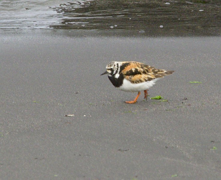 Turnstones - Photo (c) Jaume Piera, some rights reserved (CC BY-NC)