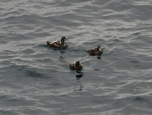 Common Eider - Photo (c) Jaume Piera, some rights reserved (CC BY-NC)