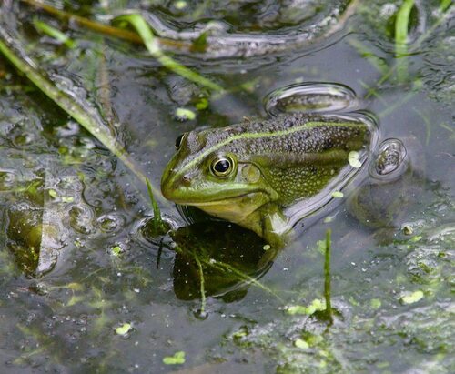 Pelophylax ridibundus - Photo (c) Jaume Piera, some rights reserved (CC BY-NC)