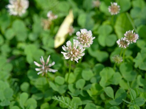 White Clover - Photo (c) Jaume Piera, some rights reserved (CC BY-NC)