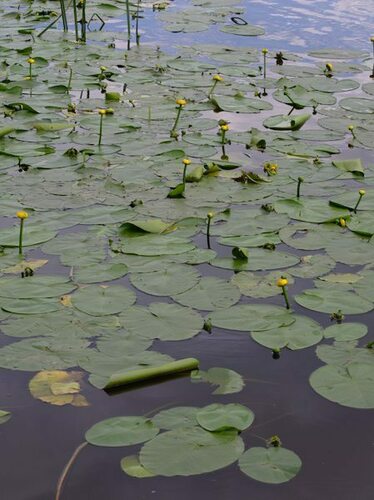 Waterlilies (Order Nymphaeales) · MINKA