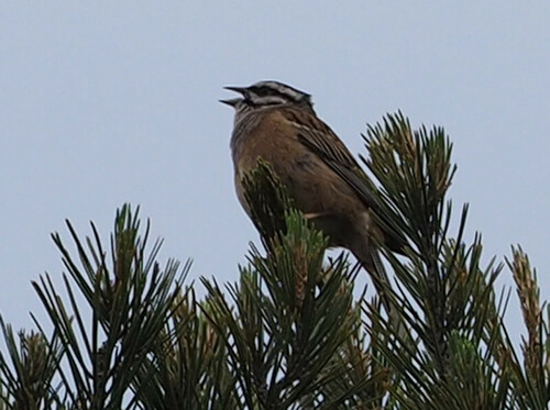 Rock Bunting - Photo (c) Jaume Piera, some rights reserved (CC BY-NC)