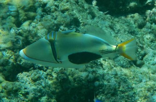 Blackpatch Triggerfish - Photo (c) Jaume Piera, some rights reserved (CC BY-NC)
