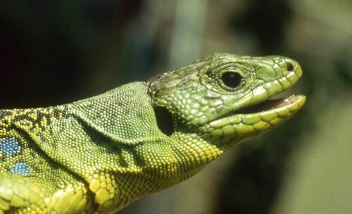 Ocellated Lizard - Photo (c) Jaume Piera, some rights reserved (CC BY-NC)