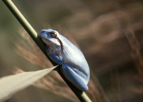 Mediterranean Tree Frog - Photo (c) Jaume Piera, some rights reserved (CC BY-NC)
