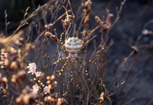 Orbweavers - Photo (c) Jaume Piera, some rights reserved (CC BY-NC)