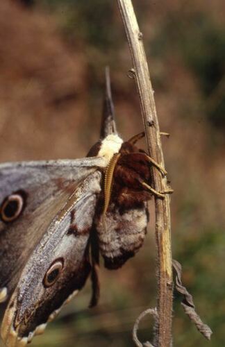 Giant Peacock Moth - Photo (c) Jaume Piera, some rights reserved (CC BY-NC)