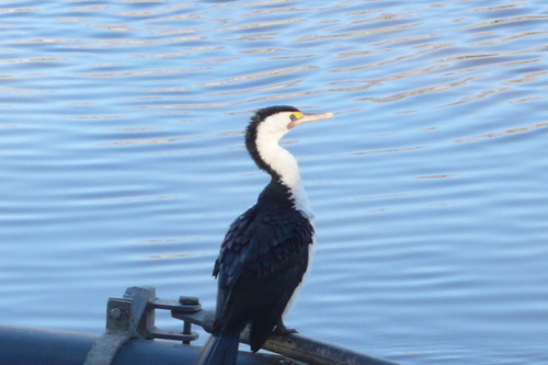 Australian Pied Cormorant - Photo (c) Jaume Piera, some rights reserved (CC BY-NC)