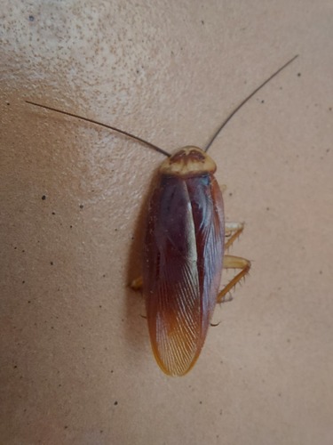 American Cockroach - Photo (c) piripip, some rights reserved (CC BY-NC)