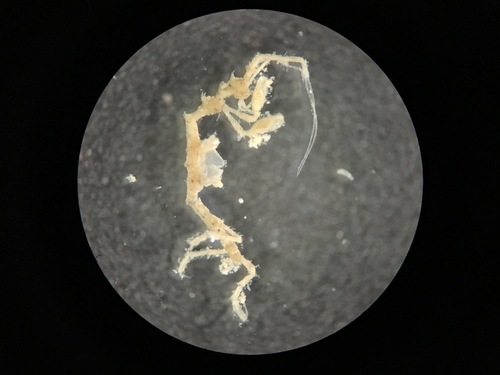Pseudoprotella phasma - Photo (c) reyes33, some rights reserved (CC BY-NC)