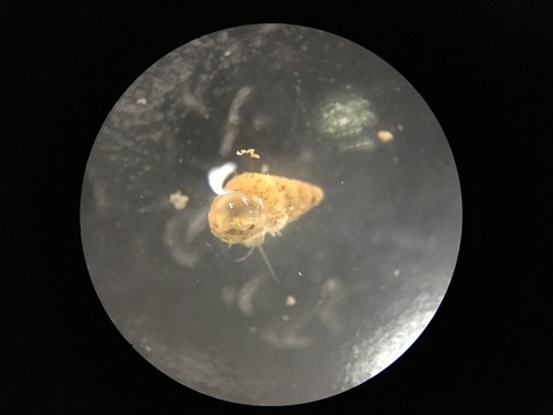 Laver Spire-Shell - Photo (c) reyes33, some rights reserved (CC BY-NC)