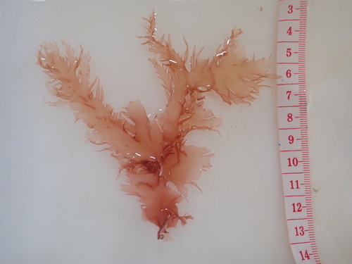 Halymenia floresii - Photo (c) reyes33, some rights reserved (CC BY-NC)