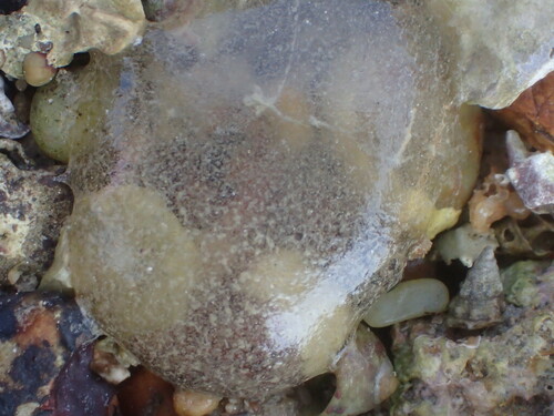 Blow Lugworm - Photo (c) reyes33, some rights reserved (CC BY-NC)