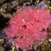 Encrusting Rose Sponge - Photo (c) xavi salvador costa, some rights reserved (CC BY-NC), uploaded by xavi salvador costa