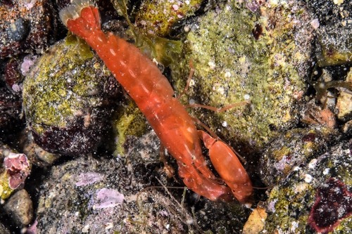Snapping Shrimps - Photo (c) xavi salvador costa, some rights reserved (CC BY-NC)
