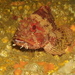 Madeira Scorpionfish - Photo (c) David Marco, some rights reserved (CC BY-NC), uploaded by David Marco