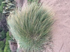 European Marram Grass - Photo (c) Anèl·lides, serveis ambientals marins, some rights reserved (CC BY-NC)