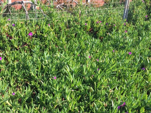 Sea Fig - Photo (c) Anèl·lides, serveis ambientals marins, some rights reserved (CC BY-NC)