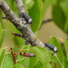 Capnodis tenebrionis - Photo (c) Vicenç Roig Vidal, some rights reserved (CC BY-NC), uploaded by Vicenç Roig Vidal