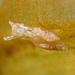 Elysia gordanae - Photo (c) Clara Herranz Fuero, some rights reserved (CC BY-NC), uploaded by Clara Herranz Fuero