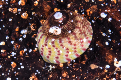 Steromphala divaricata - Photo (c) xavi salvador costa, some rights reserved (CC BY-NC)