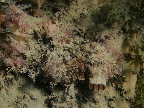 Lace Coral - Photo (c) xavi salvador costa, some rights reserved (CC BY-NC)