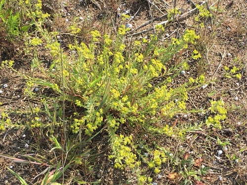 Sea Spurge - Photo (c) Anèl·lides, serveis ambientals marins, some rights reserved (CC BY-NC)