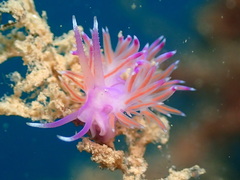 Mediterranean Violet Aeolid - Photo (c) manelsalvador, some rights reserved (CC BY-NC)