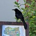 Great-tailed Crow Blackbird - Photo (c) bernatgel, some rights reserved (CC BY)