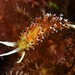 Tenellia - Photo (c) Miquel Pontes, some rights reserved (CC BY-NC-SA), uploaded by Miquel Pontes