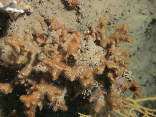 Celleporidae - Photo (c) xavi salvador costa, some rights reserved (CC BY-NC)