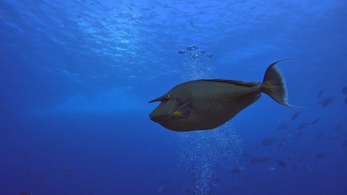 Naso unicornis · MINKA