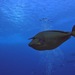 Bluespine Unicornfish - Photo (c) Mireia Montasell, some rights reserved (CC BY-NC), uploaded by Mireia Montasell
