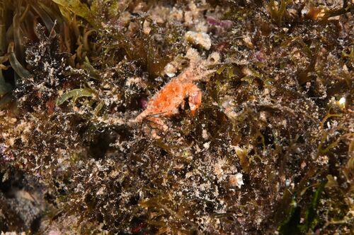 Hairy Crab - Photo (c) xavi salvador costa, some rights reserved (CC BY-NC)