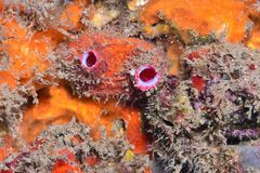 Pink-siphon Sea Squirt - Photo (c) xavi salvador costa, some rights reserved (CC BY-NC), uploaded by xavi salvador costa