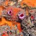Pink-siphon Sea Squirt - Photo (c) xavi salvador costa, some rights reserved (CC BY-NC), uploaded by xavi salvador costa