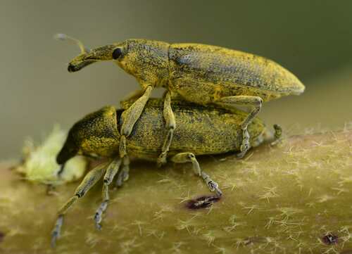 True Weevils - Photo (c) oriol_d, all rights reserved