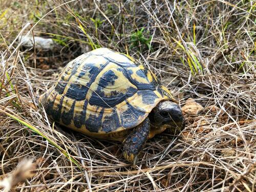 Mediterranean Tortoises - Photo (c) oriol_d, all rights reserved