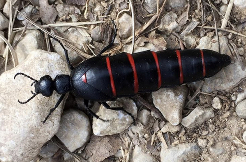 Berberomeloe - Photo (c) oriol_d, all rights reserved