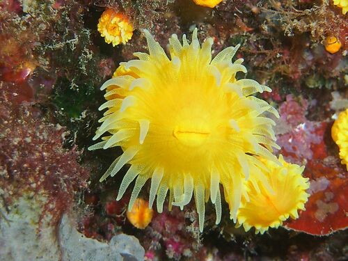 Sunset Cup Coral - Photo (c) xavi salvador costa, some rights reserved (CC BY-NC)