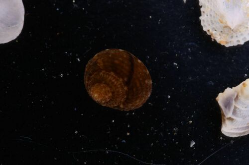 Clanculus cruciatus - Photo (c) xavi salvador costa, some rights reserved (CC BY-NC)