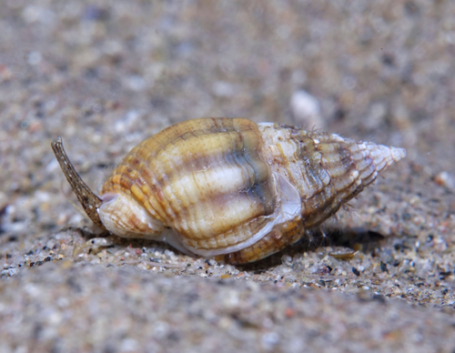 Netted Dogwhelk - Photo (c) oriol_d, all rights reserved