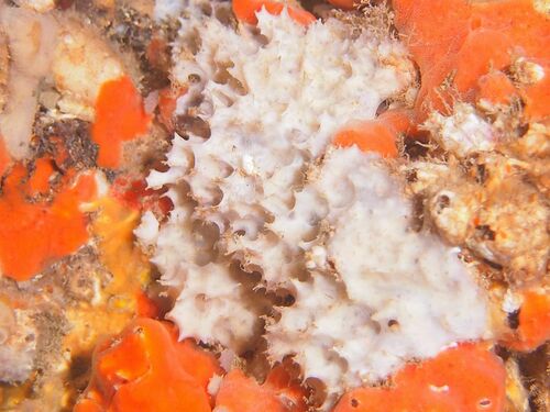 Pleraplysilla spinifera - Photo (c) xavi salvador costa, some rights reserved (CC BY-NC)