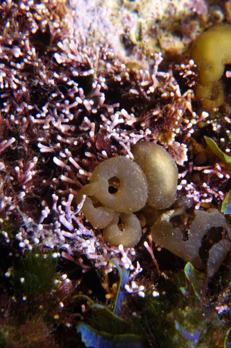 Colpomenia sinuosa - Photo (c) oriol_d, all rights reserved