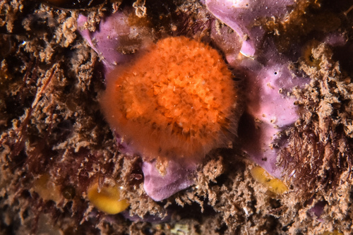 Cellepora pumicosa - Photo (c) xavi salvador costa, some rights reserved (CC BY-NC)