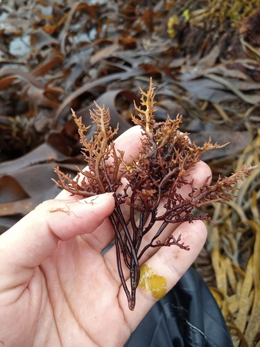 Gelidium corneum · MINKA